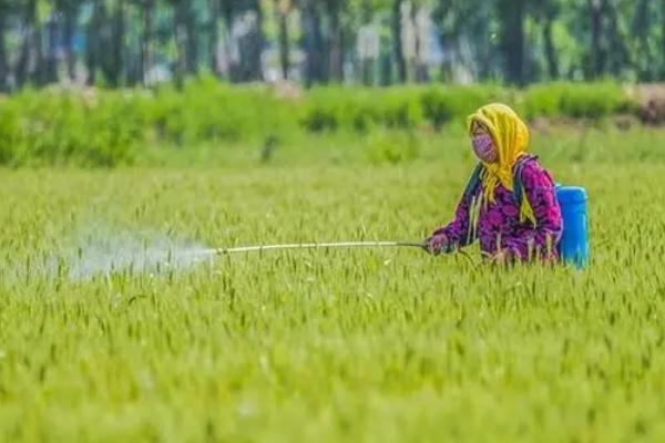 呋喃丹如何根施，可撒在地面然后翻入土中