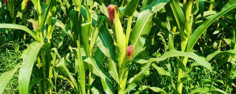 襄玉803玉米种简介