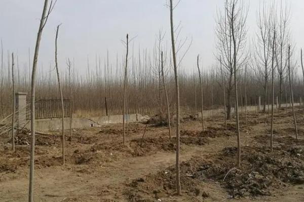 种植杨树的株距和行距，行距为4-6m株距2m