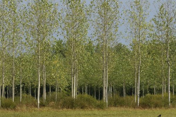 种植杨树的株距和行距，行距为4-6m株距2m