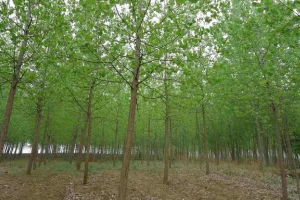 种植杨树的株距和行距，行距为4-6m株距2m