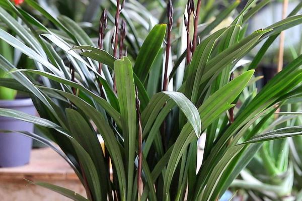 墨兰的盆栽要点，夏秋季节适合在傍晚浇水