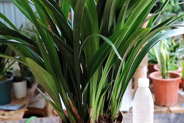 墨兰的盆栽要点，夏秋季节适合在傍晚浇水