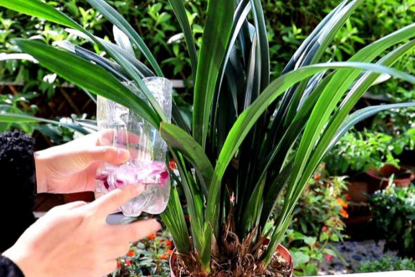 墨兰的盆栽要点，夏秋季节适合在傍晚浇水