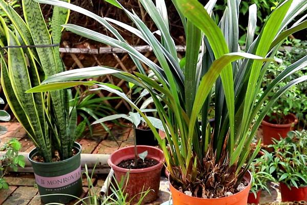 墨兰的盆栽要点，夏秋季节适合在傍晚浇水