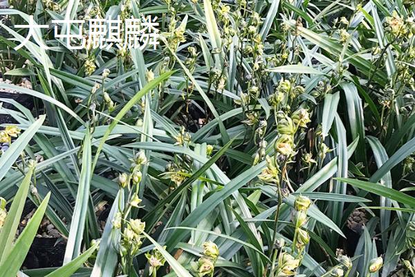 墨兰的盆栽要点，夏秋季节适合在傍晚浇水