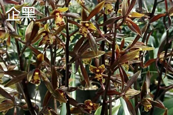 墨兰的盆栽要点，夏秋季节适合在傍晚浇水