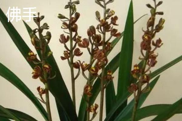 墨兰的盆栽要点，夏秋季节适合在傍晚浇水