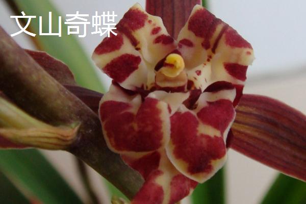 墨兰的盆栽要点，夏秋季节适合在傍晚浇水