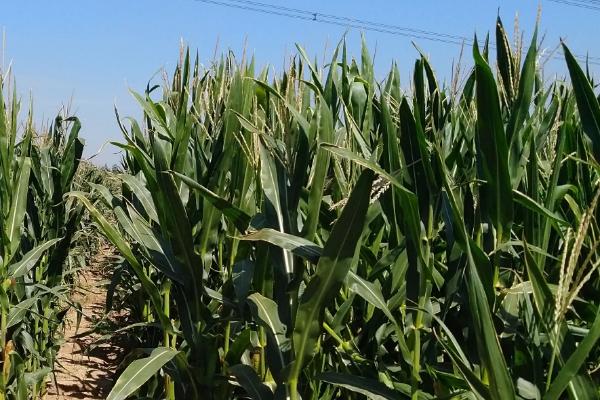 5GA8玉米品种的特性，密度4000株/亩左右