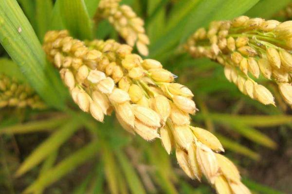 唯农209水稻种子介绍，该品种主茎14片叶