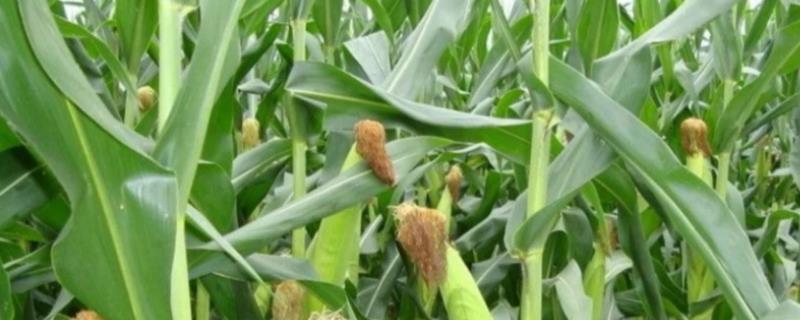 BMB458玉米种简介