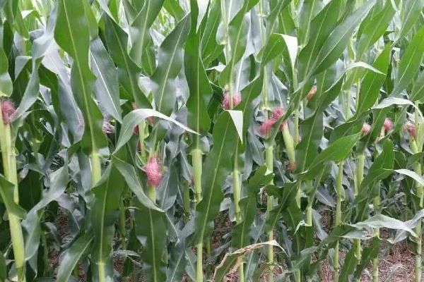BMB458玉米种简介，合理安排播期