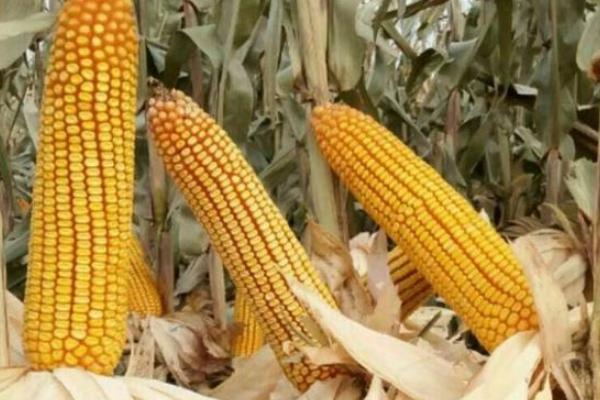 BMB458玉米种简介，合理安排播期