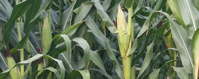 晶彩甜糯2号玉米品种的特性