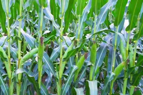 晶彩甜糯2号玉米品种的特性，合理安排播期
