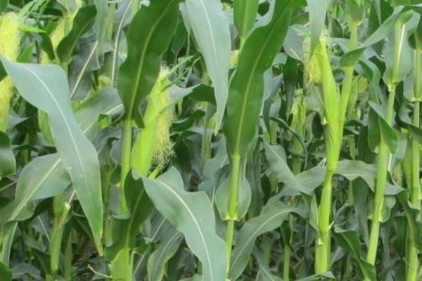 迁玉180玉米种子介绍，防治地下害虫