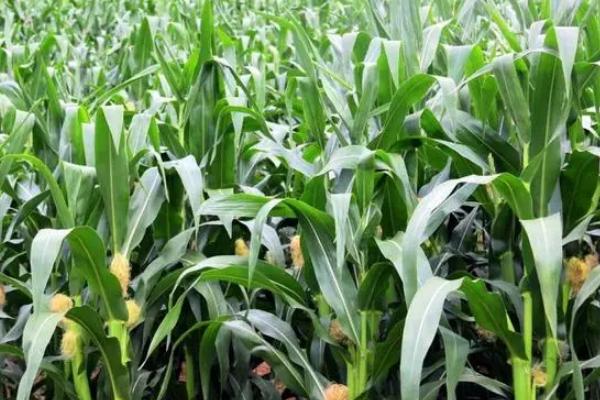 江玉1666玉米种子简介，中抗瘤黑粉病
