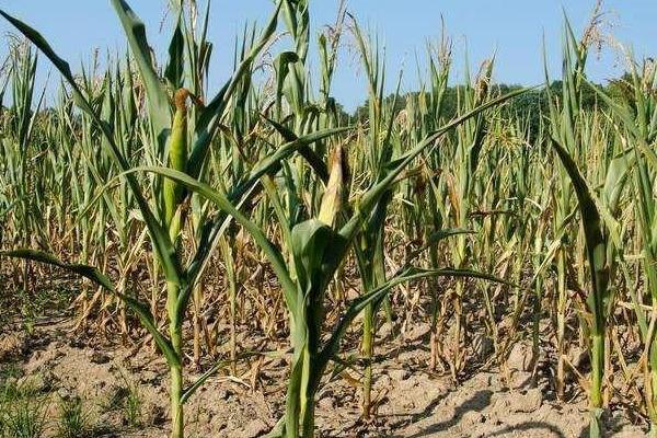 润扬玉702玉米种子介绍,防治地下害虫