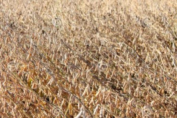 苏豆27大豆品种的特性，每亩留苗1.5万株左右