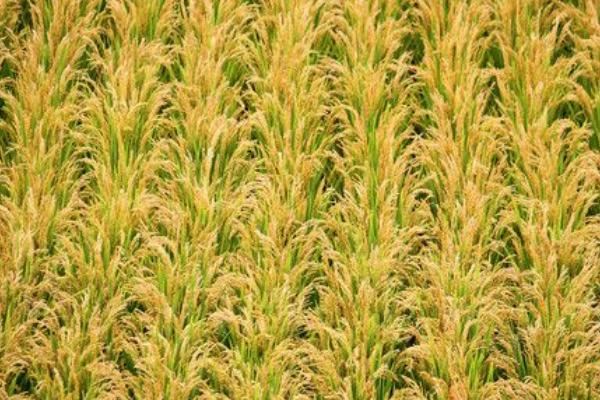 苏秀867水稻品种简介，大田用种量每亩4~5公斤