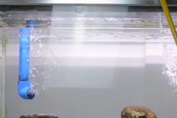 鱼缸水发白如何处理，及时换水是最佳解决方法