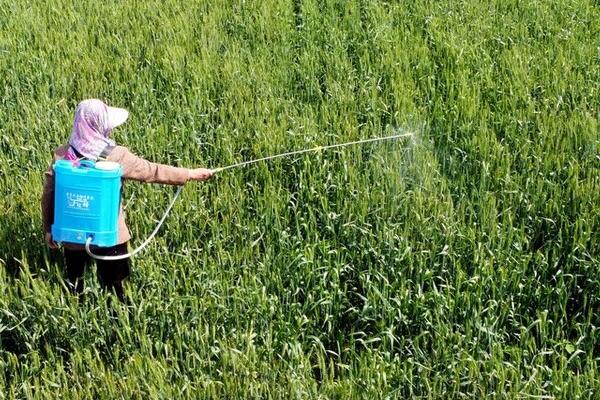 甲维盐可以防治蚜虫吗,可以有效防治蚜虫