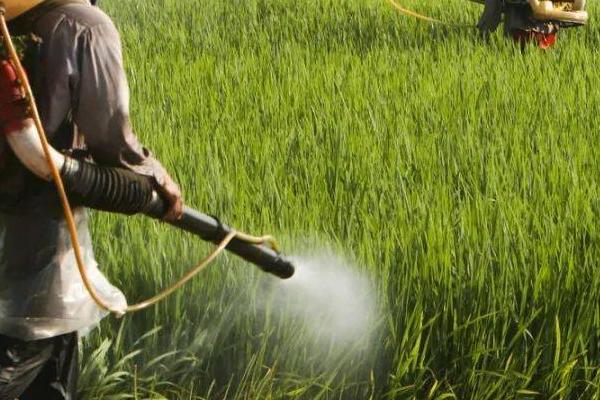 甲维盐可以防治蚜虫吗,可以有效防治蚜虫