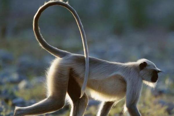 动物的尾巴有什么作用，具有保持身体平衡、驱赶蚊虫等用途