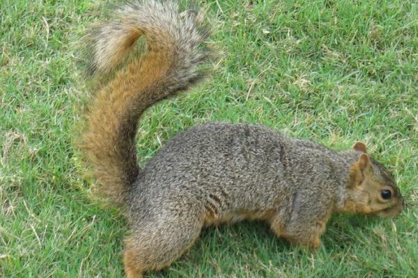 动物的尾巴有什么作用，具有保持身体平衡、驱赶蚊虫等用途