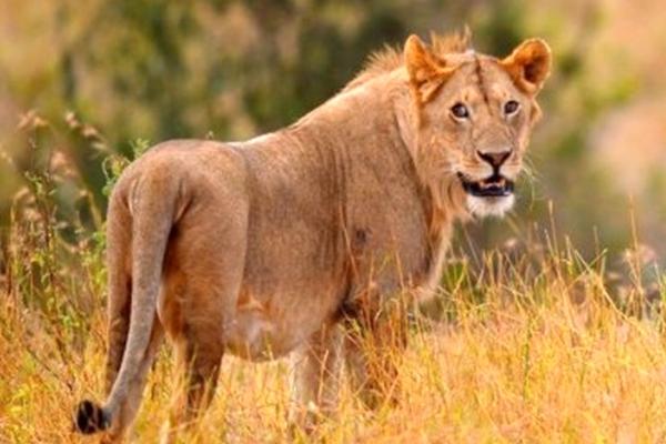 动物的尾巴有什么作用，具有保持身体平衡、驱赶蚊虫等用途