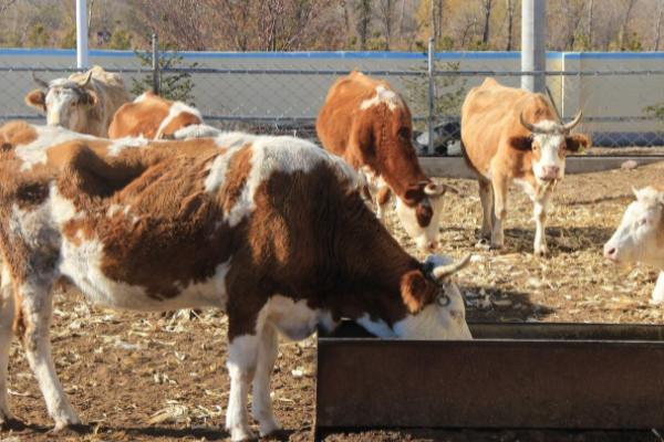 牛发生百叶干病的原因，主要是由于饲喂不当所导致