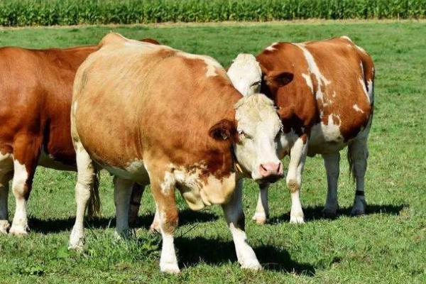 牛发生百叶干病的原因，主要是由于饲喂不当所导致