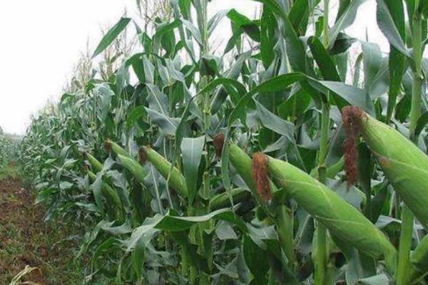 协玉306玉米种植要点，在4月下旬至5月初播种为宜