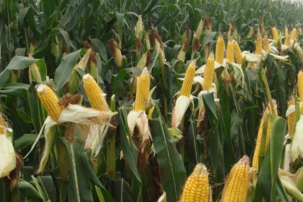 协玉306玉米种植要点，在4月下旬至5月初播种为宜