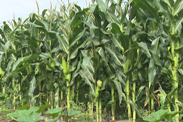 协玉306玉米种植要点，在4月下旬至5月初播种为宜