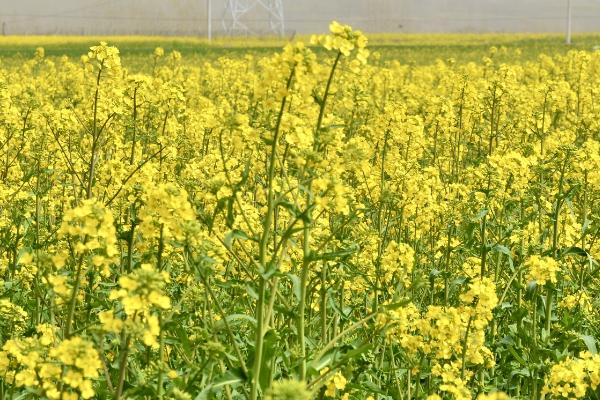 油菜移栽后用什么除草剂，不同生长期所用除草剂不同