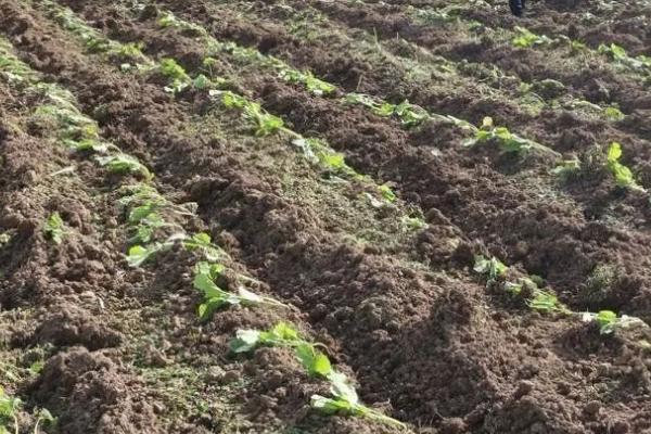 油菜移栽后用什么除草剂，不同生长期所用除草剂不同