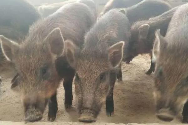 野猪可以养殖吗，取得两证后便可养殖