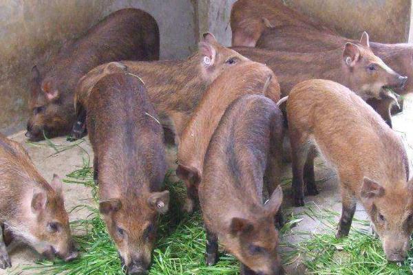 野猪可以养殖吗，取得两证后便可养殖