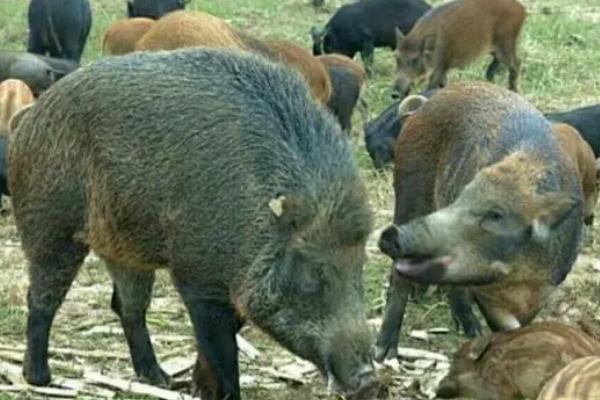 野猪可以养殖吗，取得两证后便可养殖