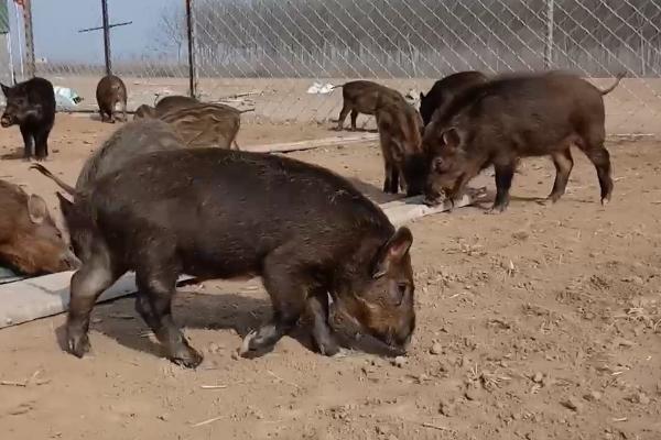 野猪可以养殖吗，取得两证后便可养殖