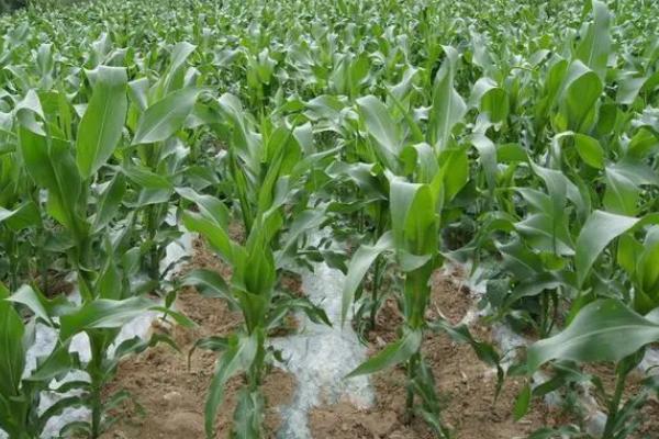 157K玉米种简介，适宜在肥力中上等的地块种植