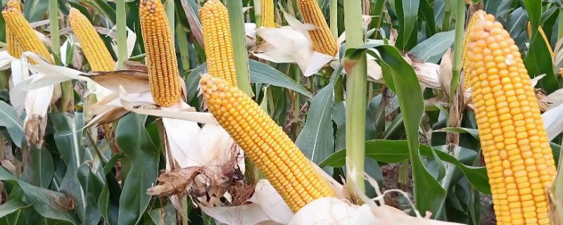 H616玉米品种简介