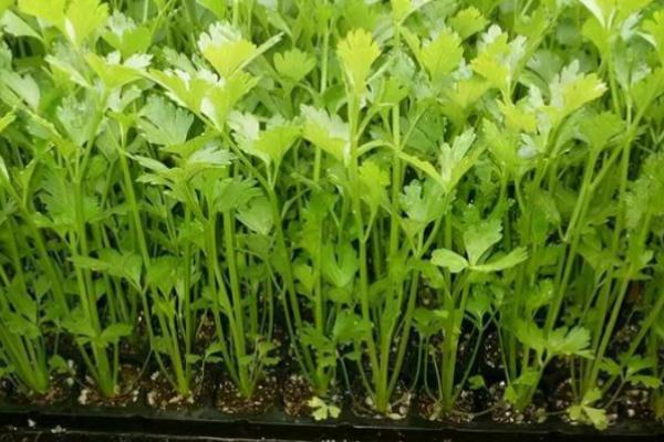 芹菜的水肥管理技术，旺盛生长期要加大肥水
