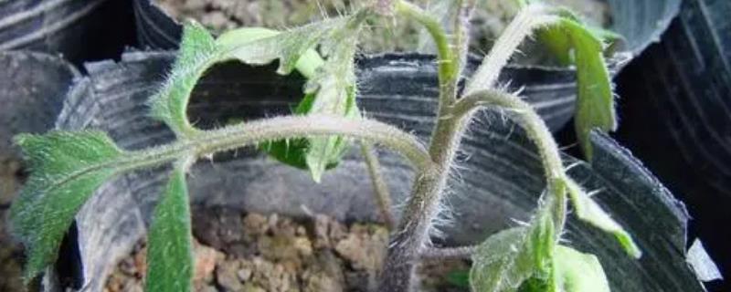 茄子哪些病害可以用草木灰防治