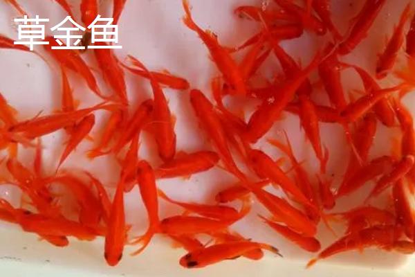 金鱼的繁殖方式，可自然交配或人工授精