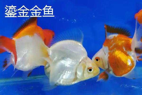 金鱼的繁殖方式，可自然交配或人工授精