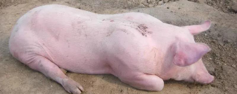 母猪全身皮肤发红是怎么回事