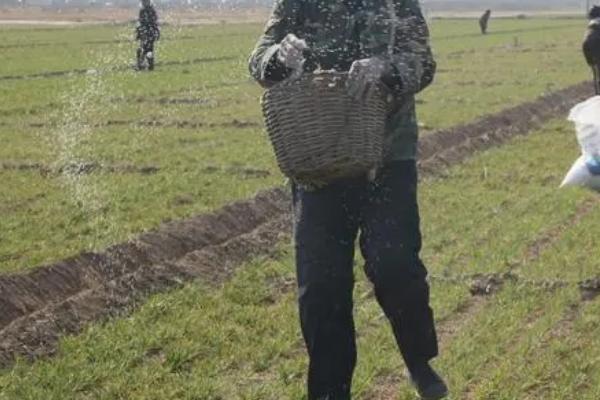 小麦拔节肥如何追施以及有什么作用，江淮稻茬麦区可追施6-8公斤尿素